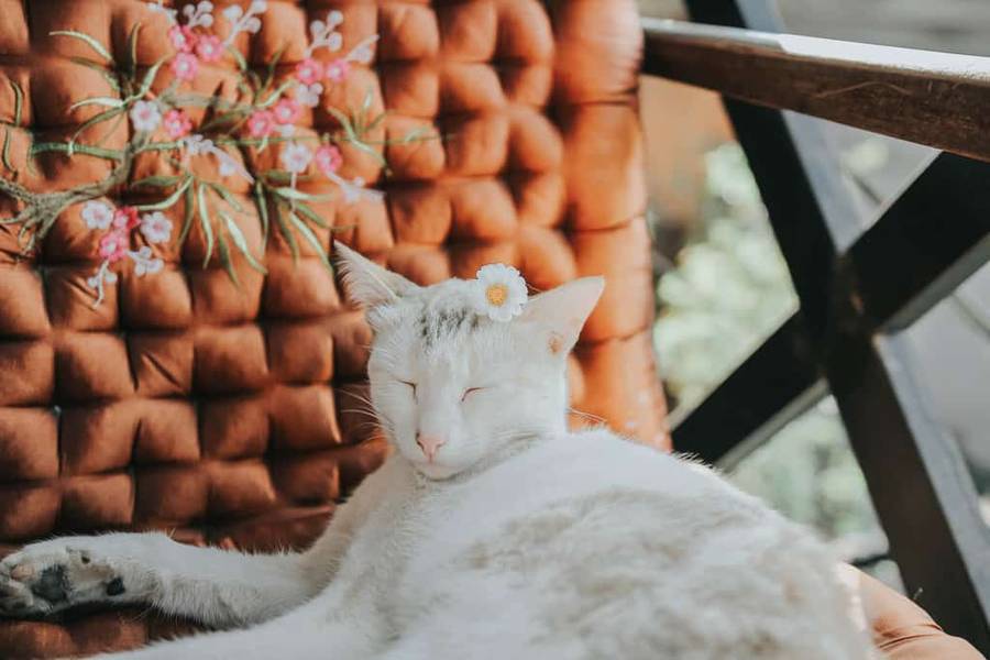 đà lạt-quán cà phê nhà gạo