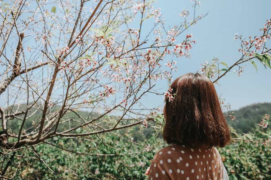 cầu gỗ đà lạt-hoa mai anh đào