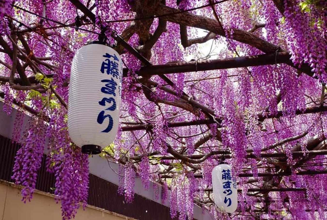 Du lịch Nhật Bản mùa hoa tử đằng
