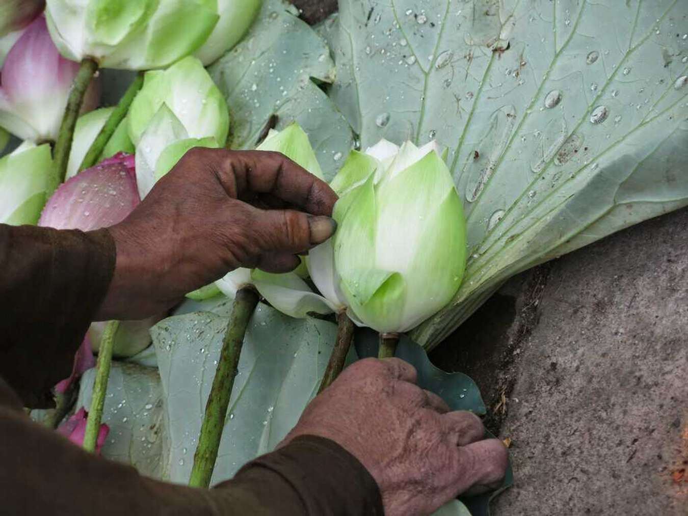 Những bàn tay thô sần, nâng niu cánh sen mới thấy người Huế yêu sen đến nhường nào.