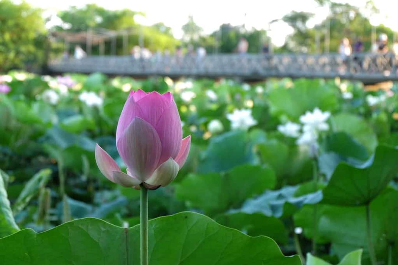 Huế có một mùa Sen ngát hương trời tháng Sáu