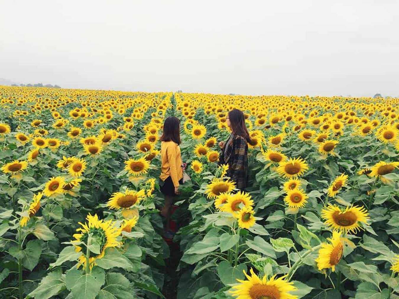 Du lịch Nghệ An - Hành trình nhuộm đầy nắng gió với các điểm du lịch nổi bật nhất Du lịch Nghệ An - Hành trình nhuộm đầy nắng gió với các điểm du lịch nổi bật nhất