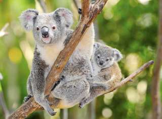 Have Fun with Your Family at These 5 Wildlife Parks in Sydney!, Koosandriyani