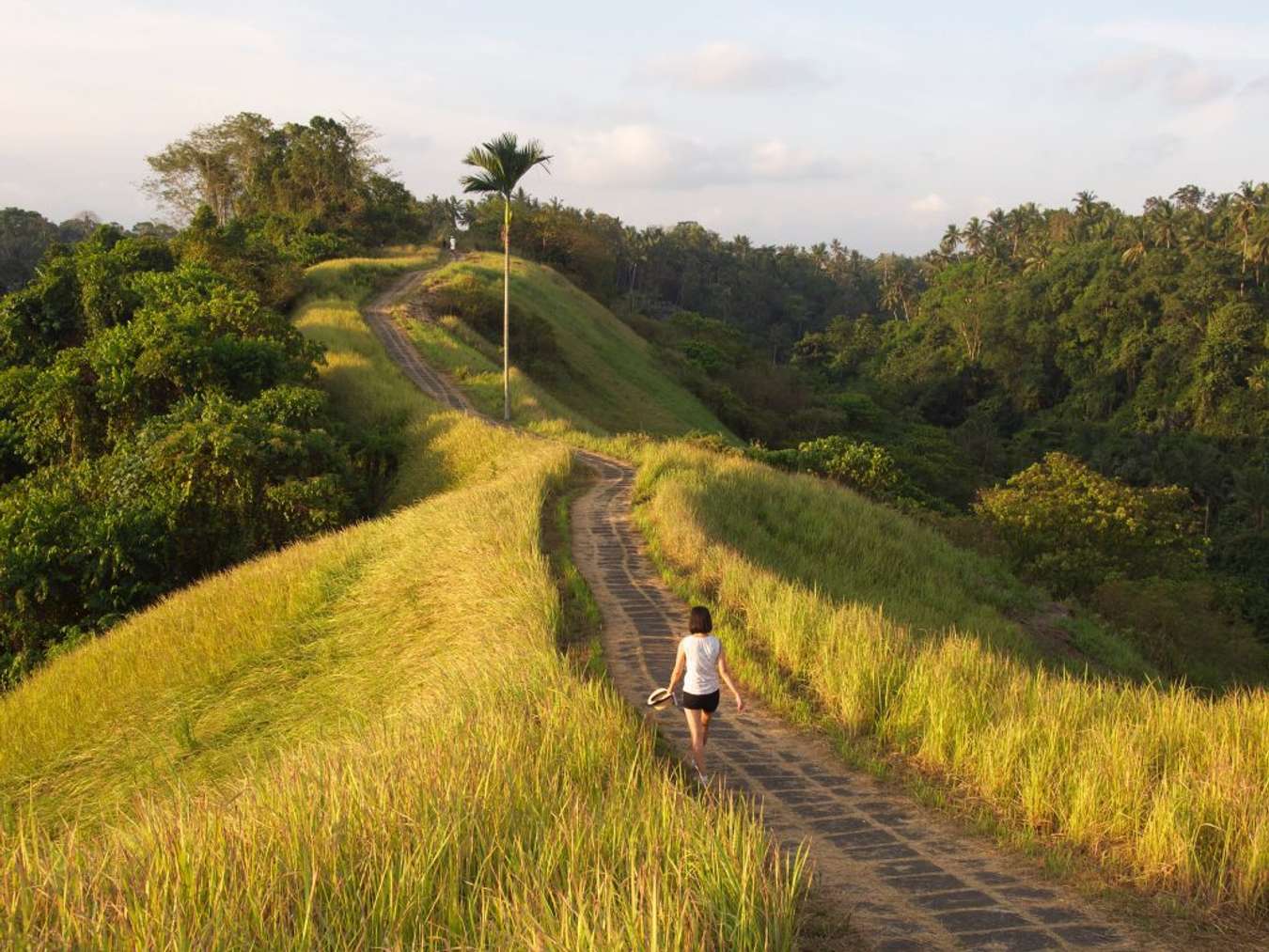 Campuhan Ridge / Bukit Campuhan