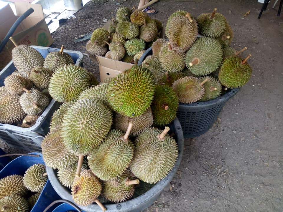 Leave The Thorny Friendships Behind Get Your Durian Loving Buddies To These 5 Orchards In Malaysia