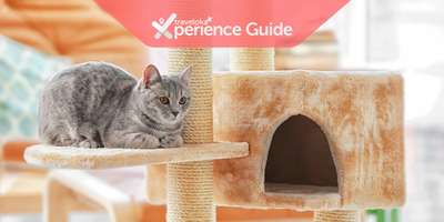 Find Your Hobby!, Traveloka Editorial