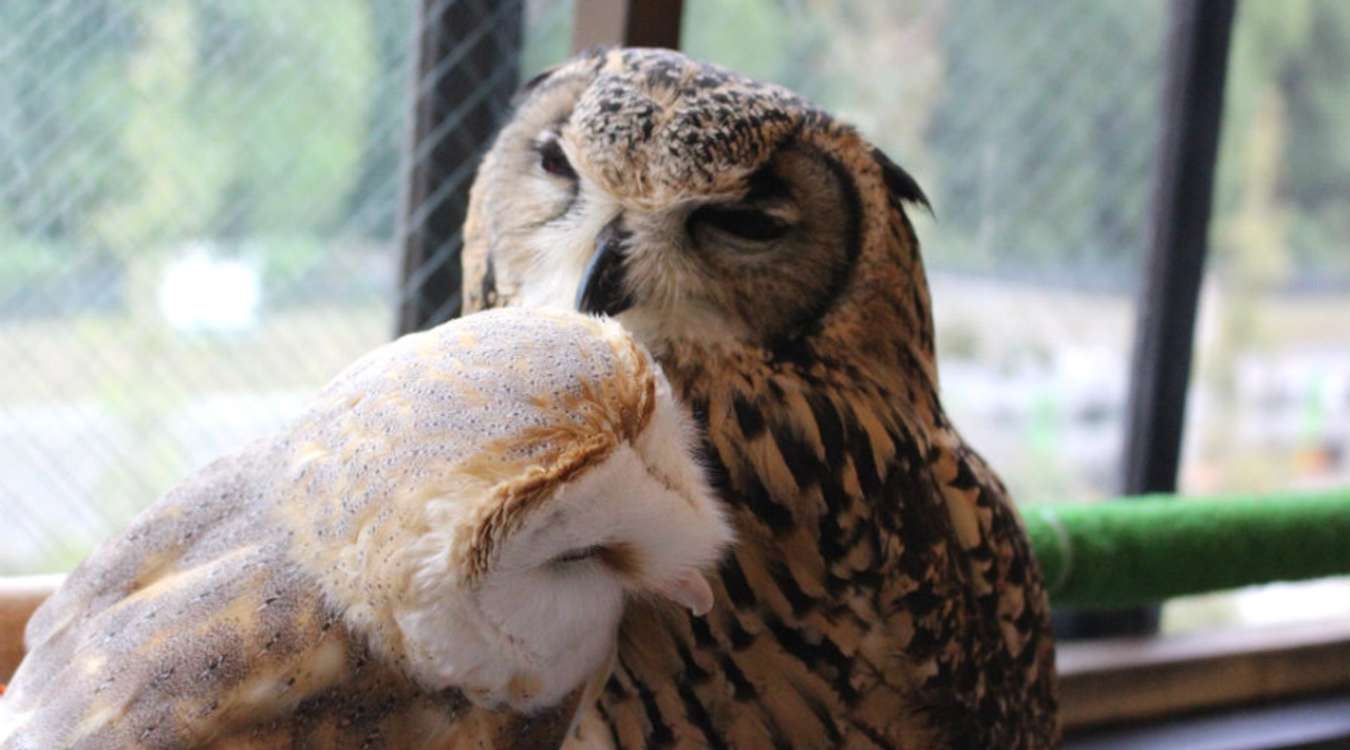 Owl Village Harajuku