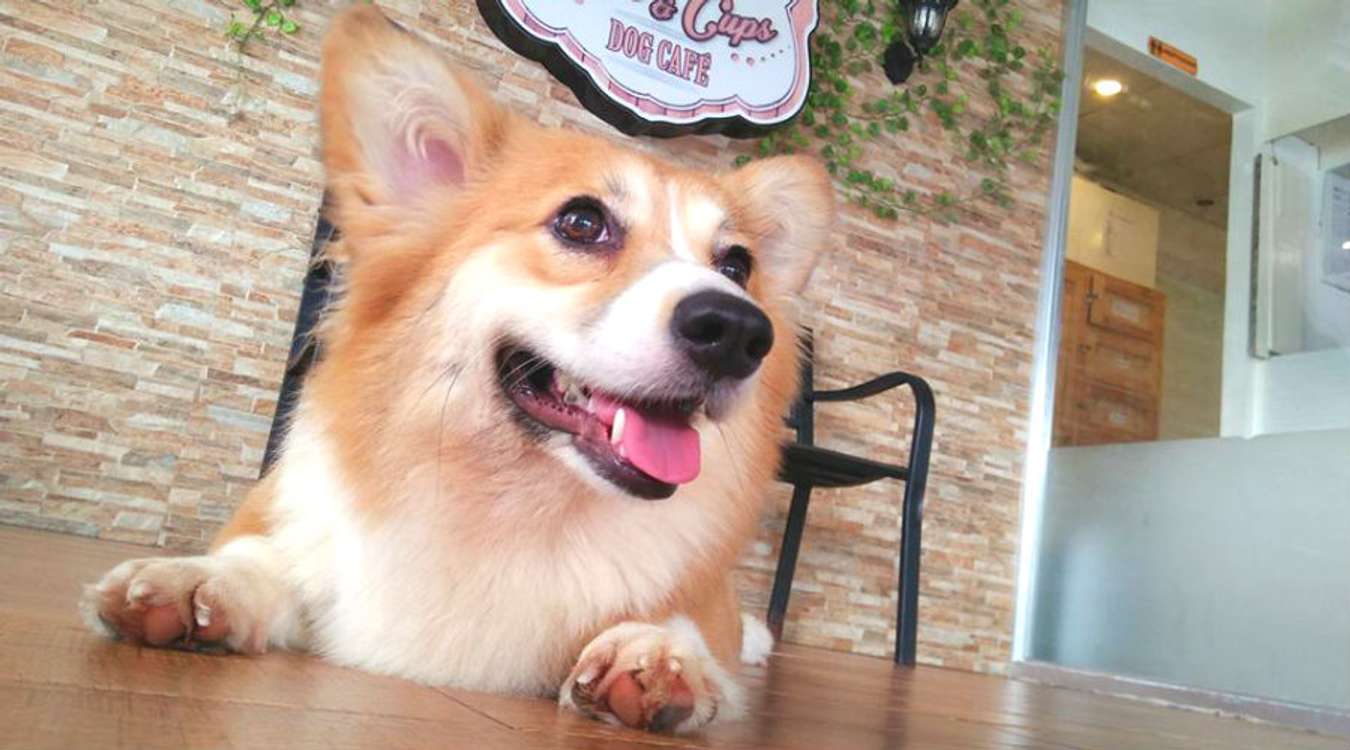 Attention Pet Lovers 12 Unconventional Pet Cafes In Asia You Need To Visit