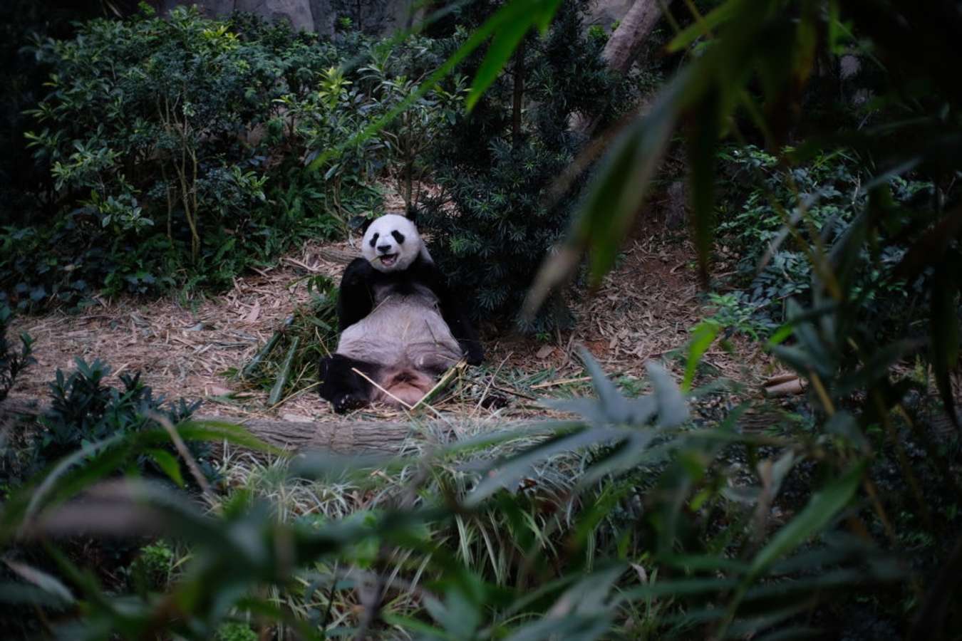 Meet the resident giant pandas, Kai Kai and Jia JiaSingapore River Safari