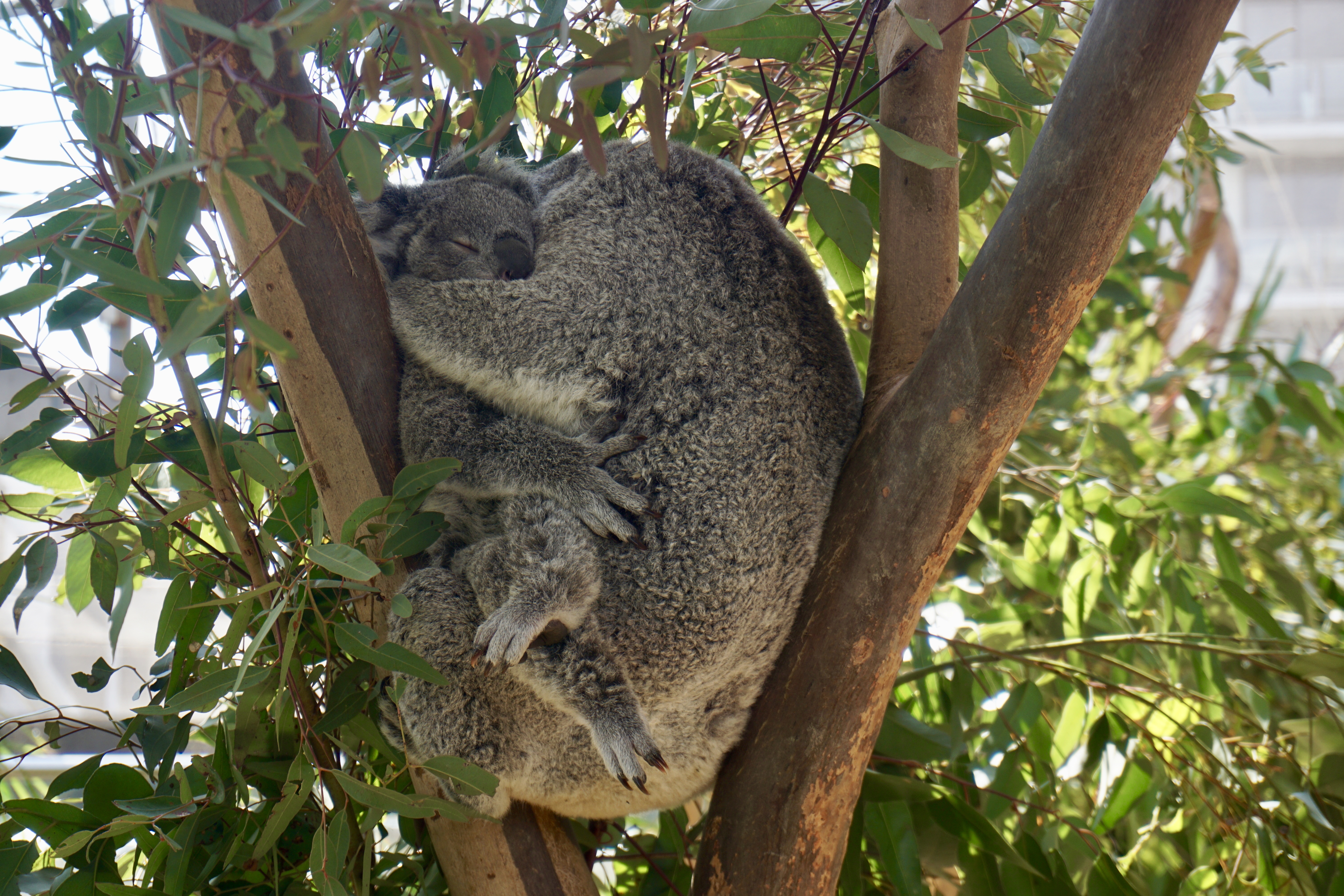 The Complete Guide on How to Have Fun with the Animals at WILD LIFE Sydney  Zoo with @pergidulu