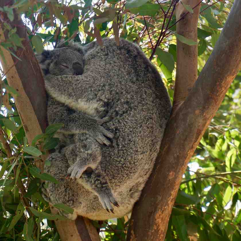 Koala's: Fun Facts & More - WILD LIFE Sydney Zoo