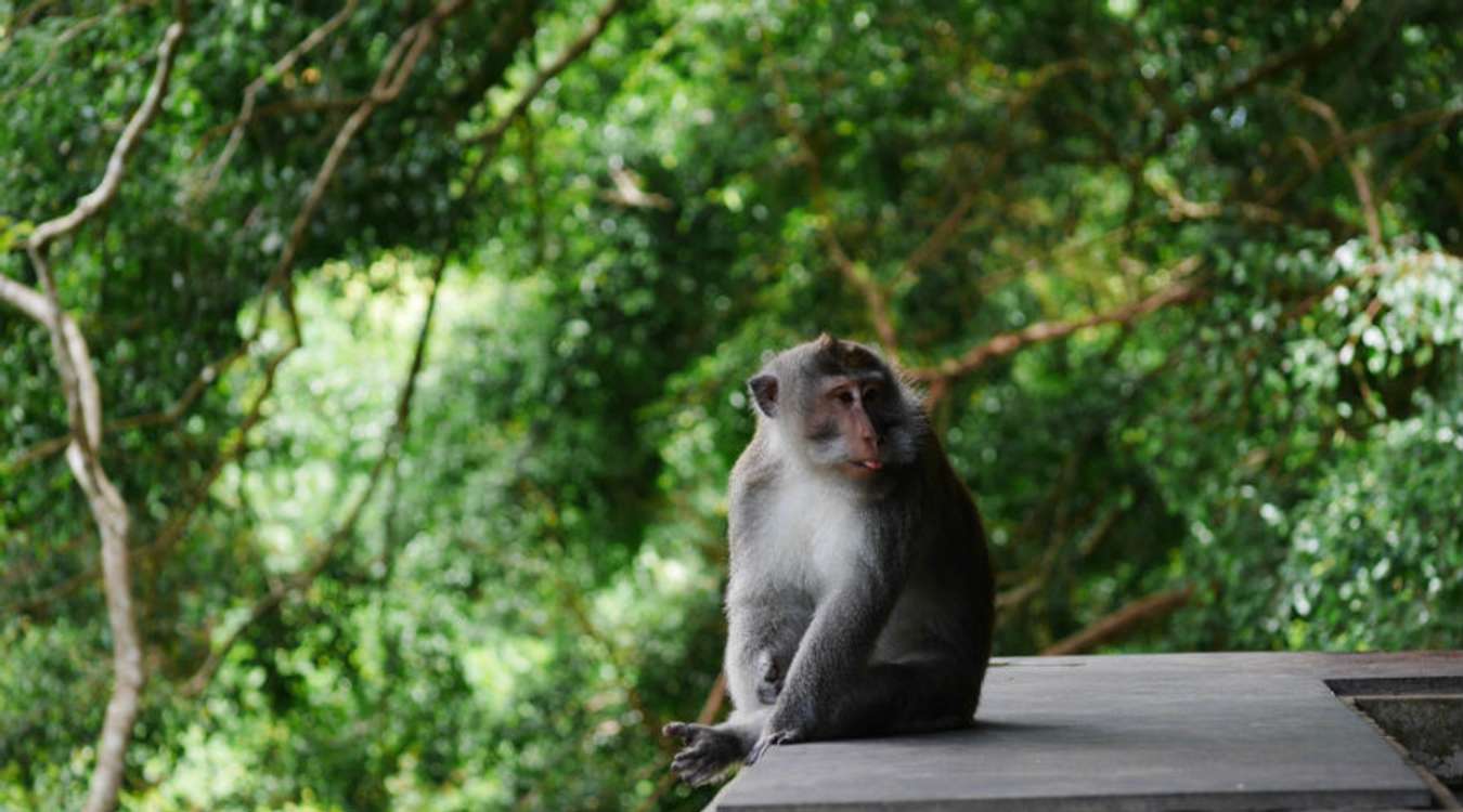 Ubud Monkey Forest