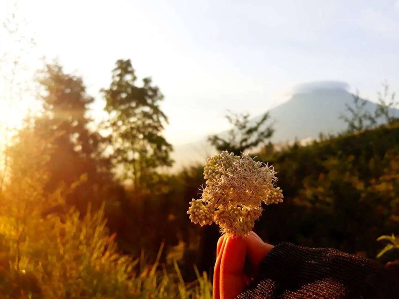 trek gunung sindoro