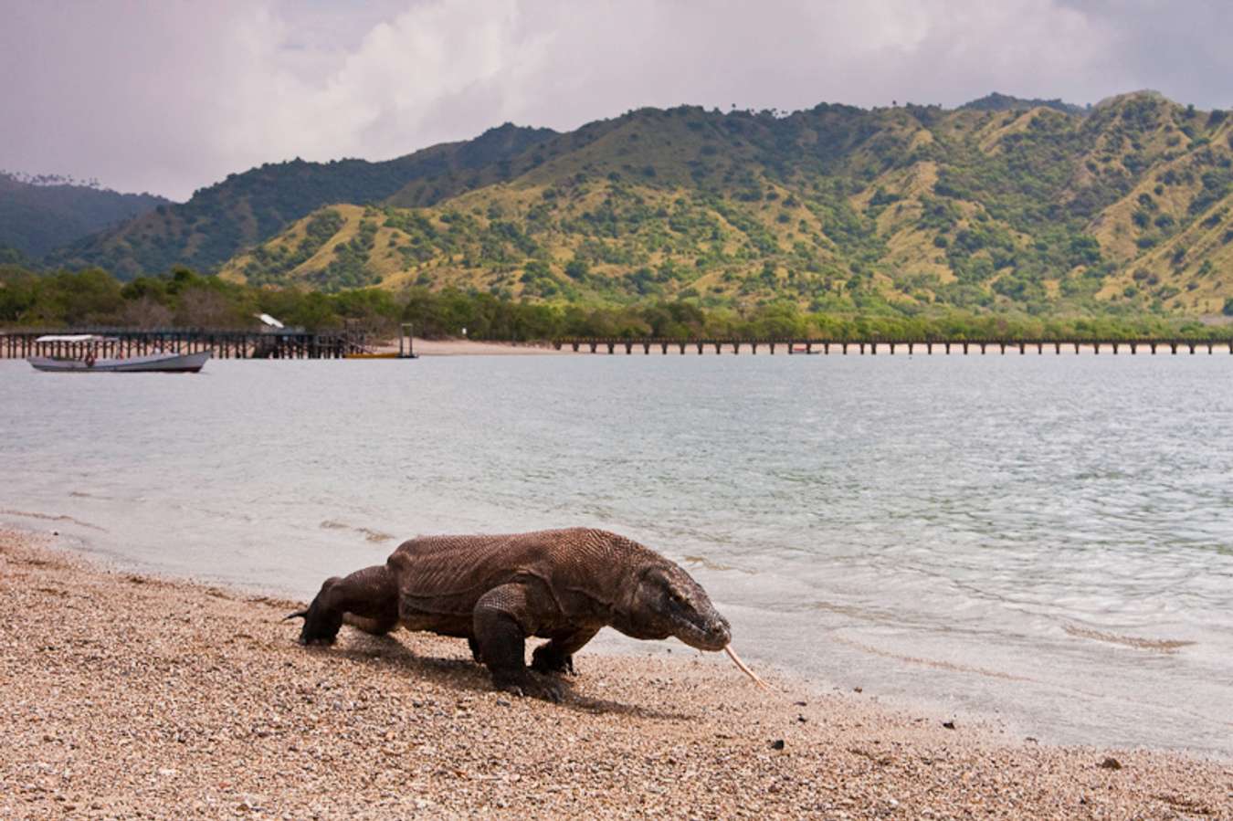 Destinasi wisata keindahan alam Indonesia - Pulau Komodo