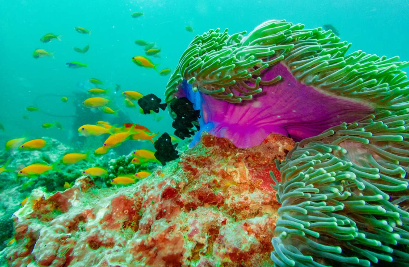 A colorful underwater reefs in close up