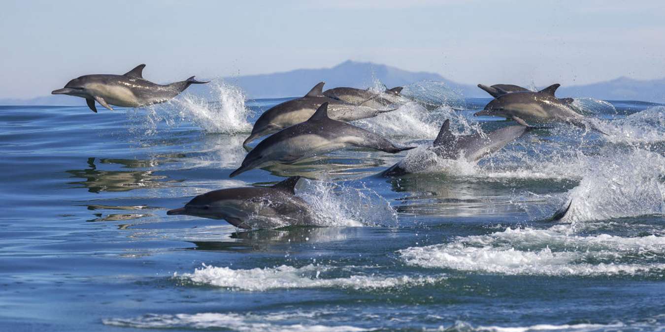 A group of dolphins swimming