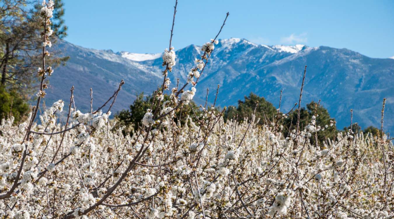 Cherry blossoms in Jerte Valley, Spain