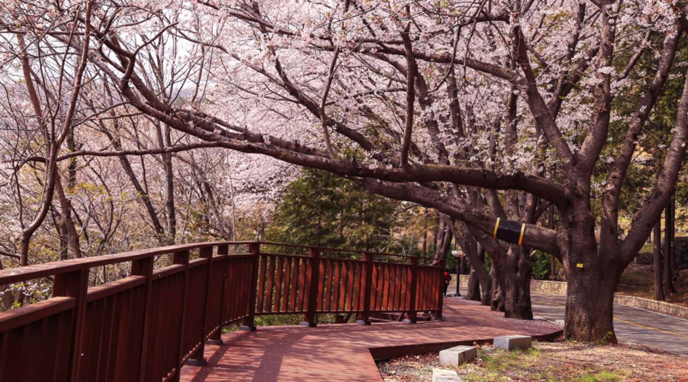 Cherry blossoms in Jinhae, South Korea