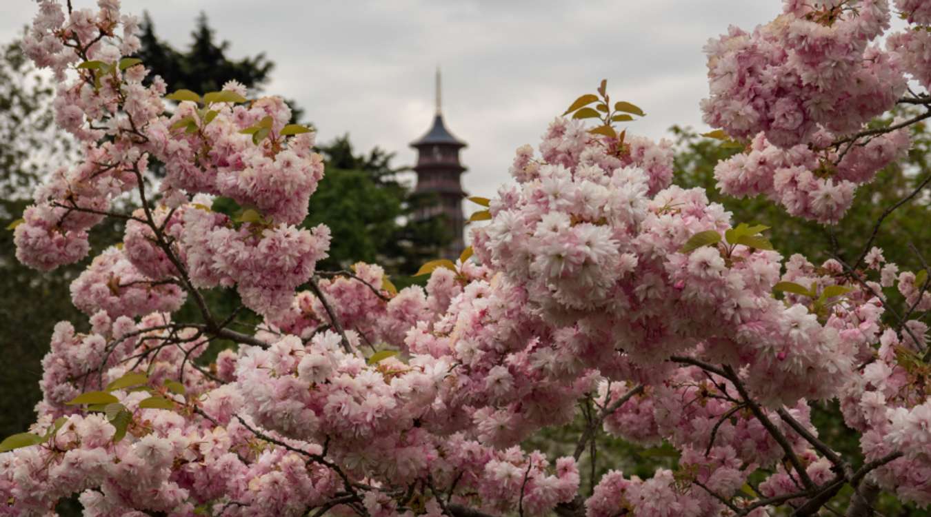 Cherry blossoms in London, England