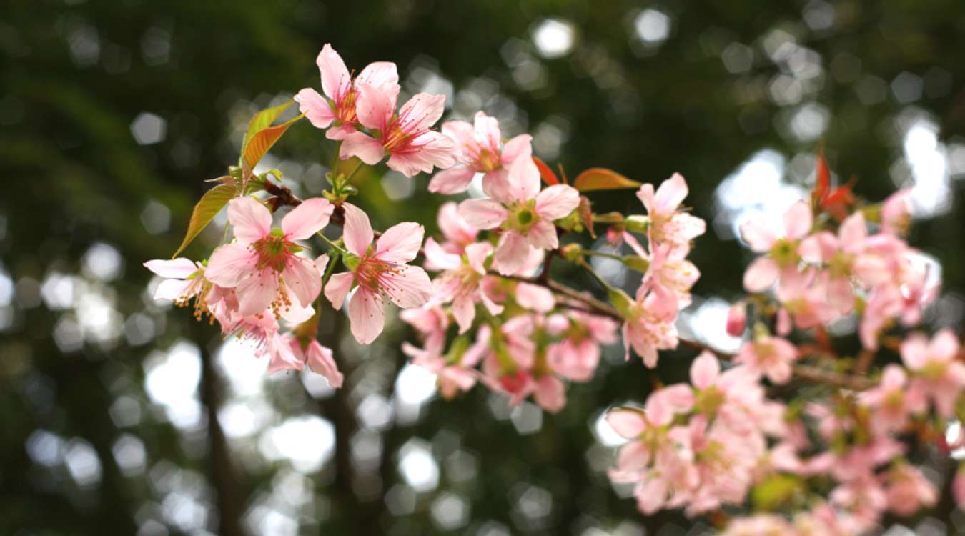 Cherry blossoms in Meghalaya, India