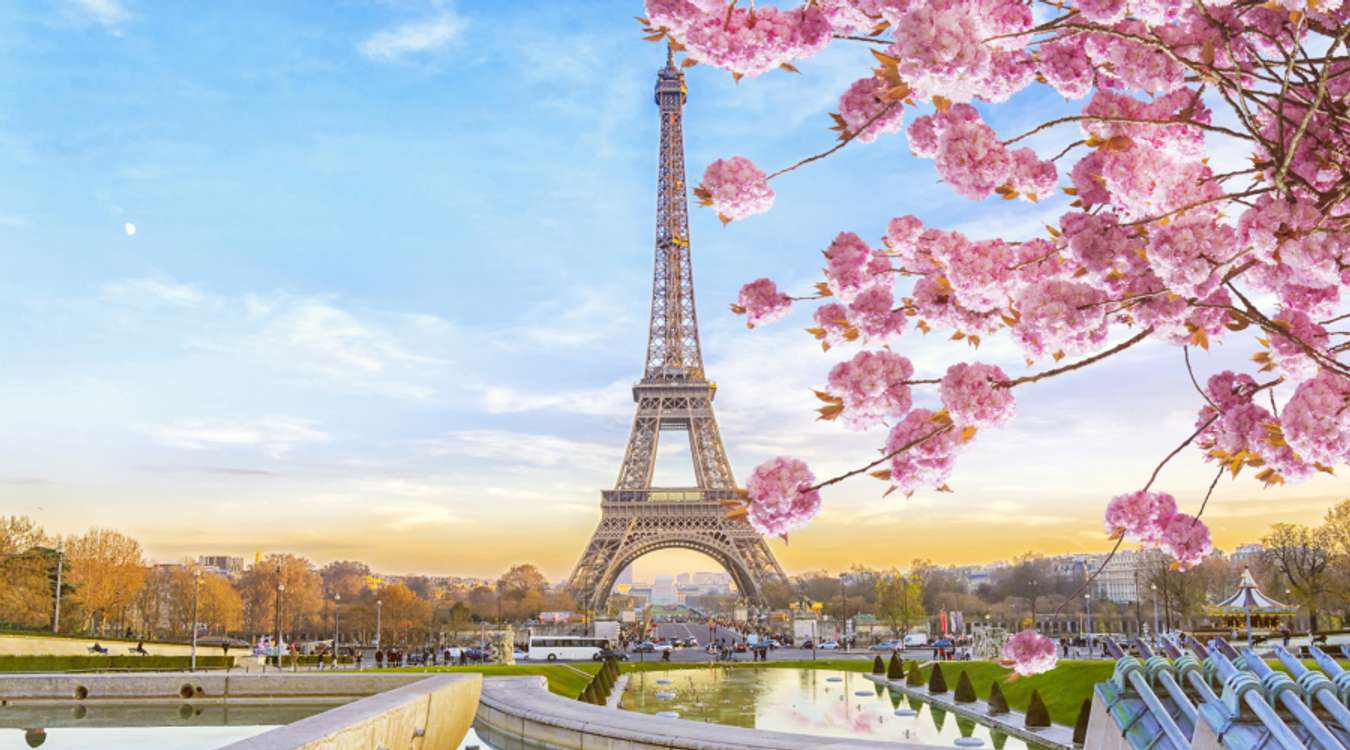 Cherry blossoms in Paris, France