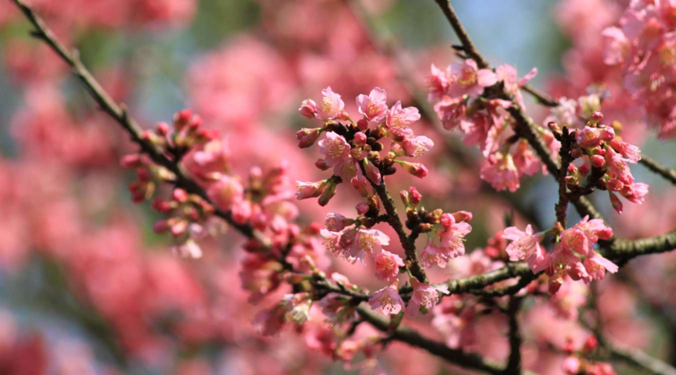 Cherry blossoms in Taipei, Taiwan