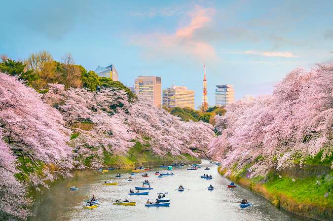 Jadwal Mekar Bunga Sakura Di Jepang Tahun 2020