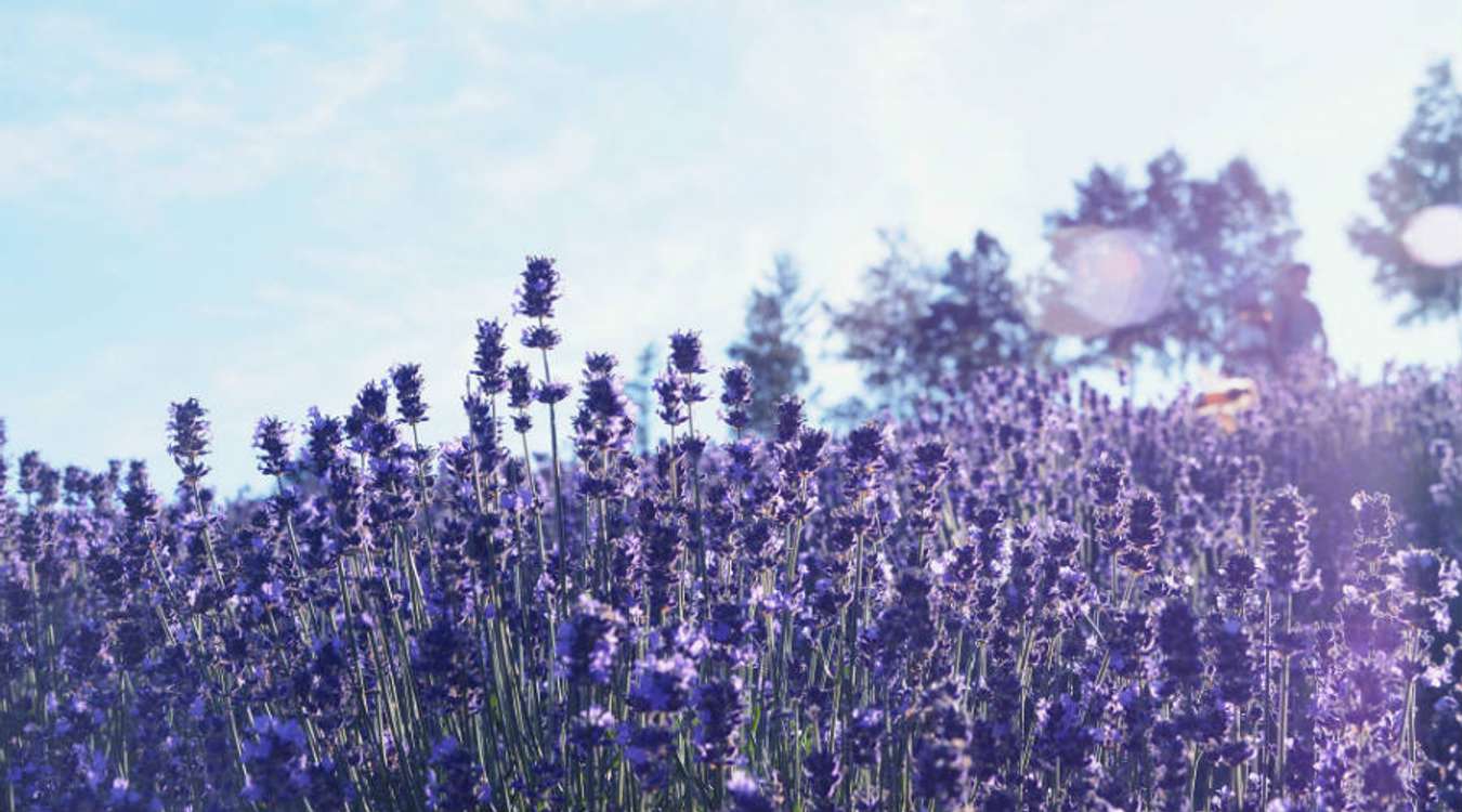 Furano - Lavander fields