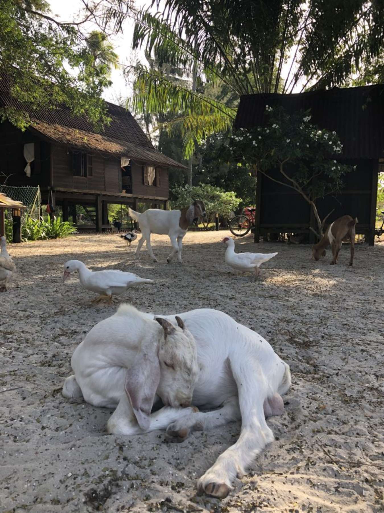 white goat sitting in front of a wooden traditional house