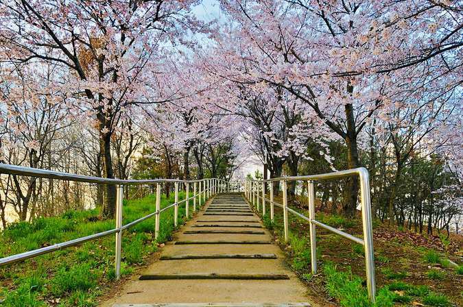 Jadwal Mekar Bunga Sakura Di Korea Selatan 2020