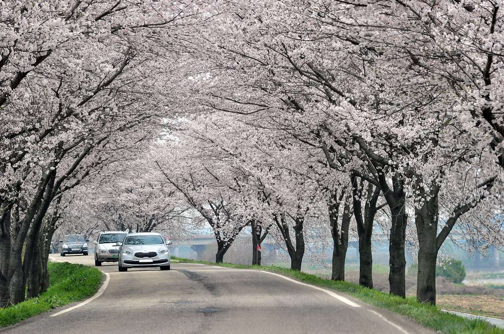 Jadwal Mekar Bunga Sakura Di Korea Selatan 2020