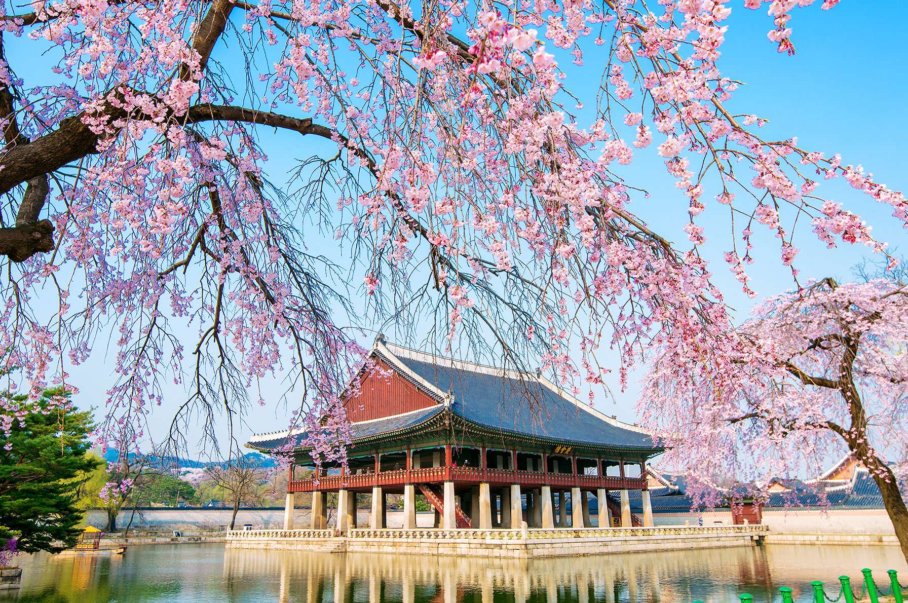 Jadwal Mekar Bunga Sakura Di Korea Selatan 2020