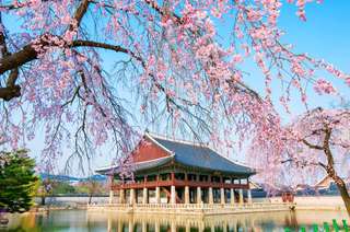 South Korea’s Cherry Blossoms Season Forecast 2020, Chintara Shahzar