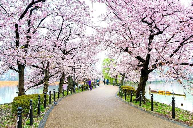  Musim  Bunga Sakura  Di  Jepang  Bulan  Apa 