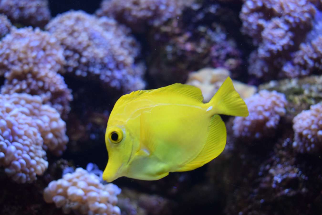 yellow fish in underwater world langkawi