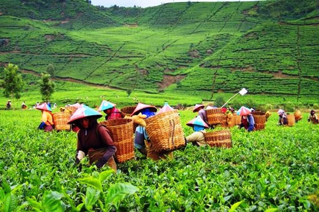 Perkebunan Teh Gedeh - Wisata di Cianjur