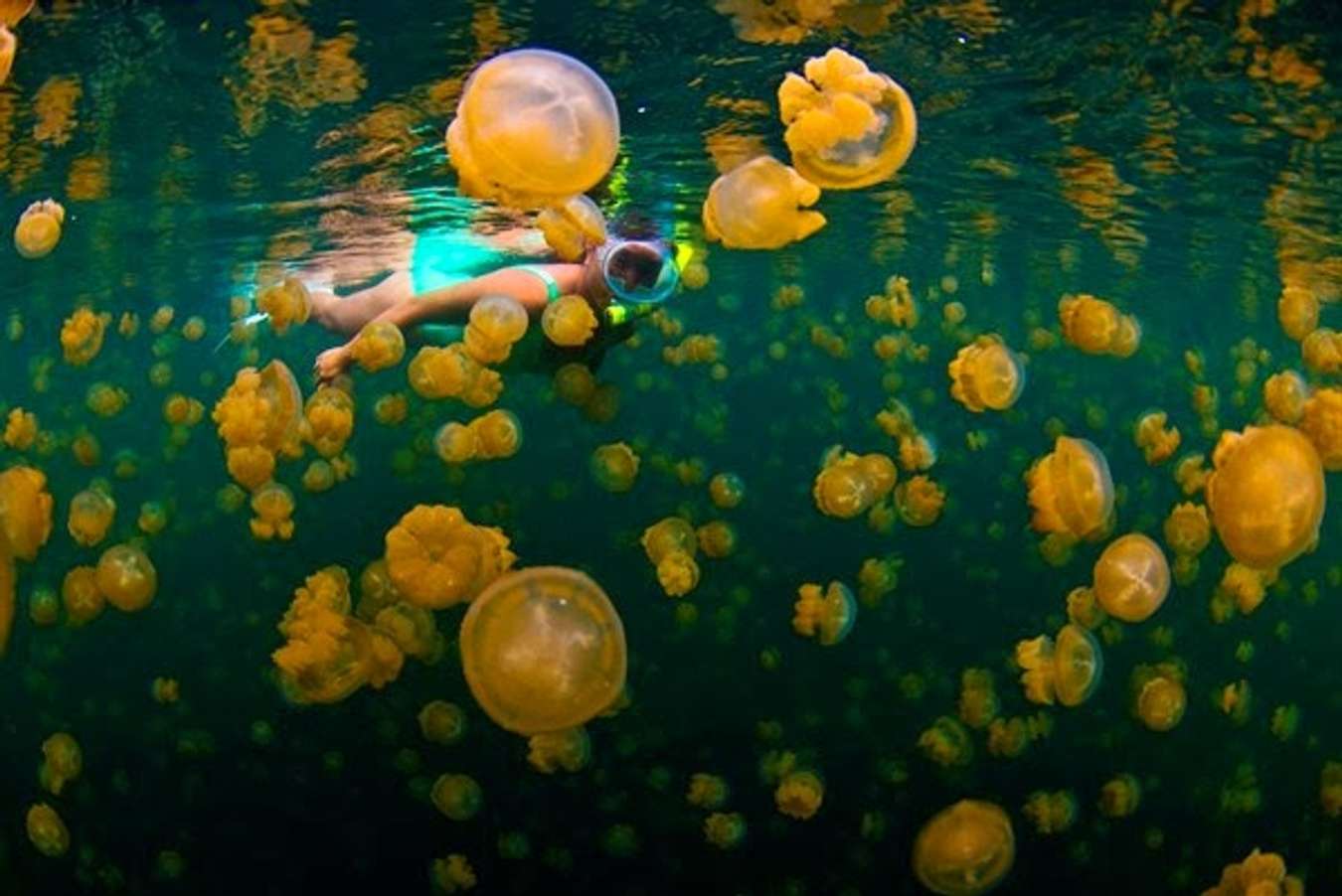 Danau Kakaban - Wisata Indonesia Tersembunyi