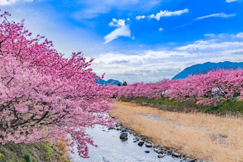 คาวาซุซากุระ (Kawazu-zakura), ชิซูโอกะ (Shizuoka)