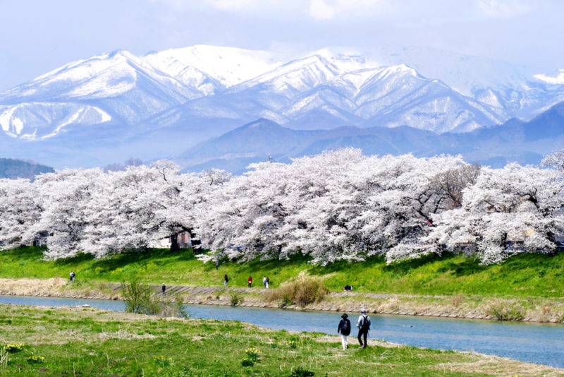 ริมแม่น้ำชิโรอิชิ (Hitome Senbonzakura, Shiroishi River), มิยะงิ (Miyagi)