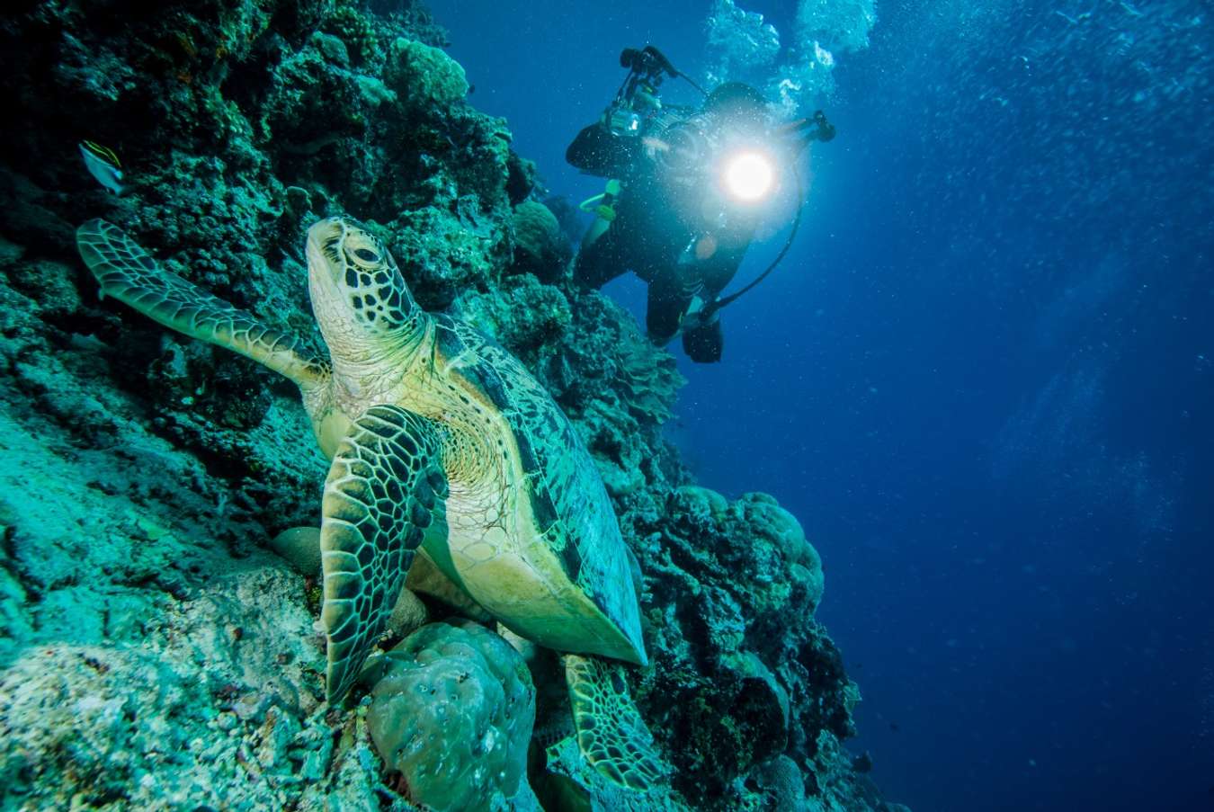 Diving di Perairan Derawan - Tempat Diving di Indonesia