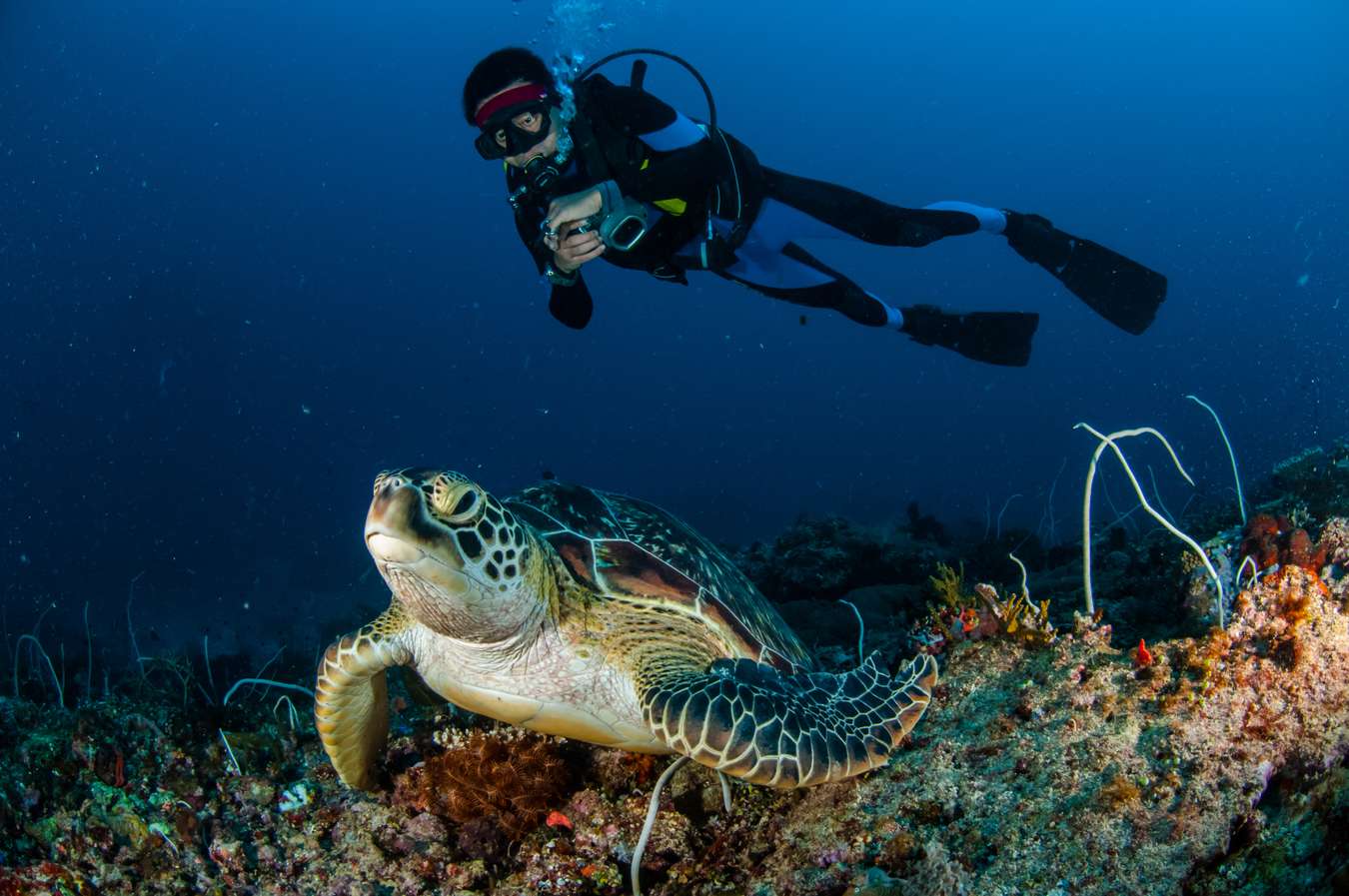 Diving Spot di Lombok - Tempat diving di Indonesia