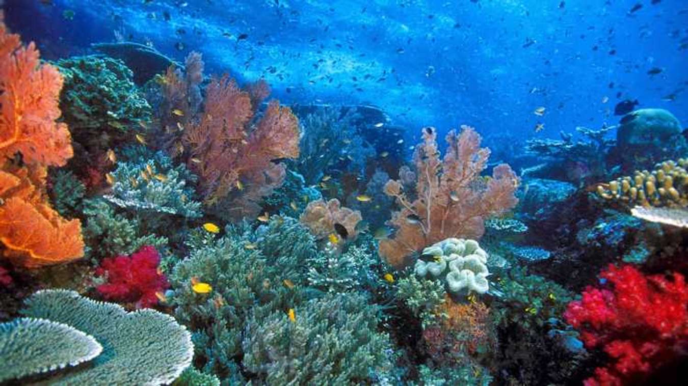 Pemandangan Bawah Laut di Perairan Pulau Weh - Tempat Diving di Pulau Weh