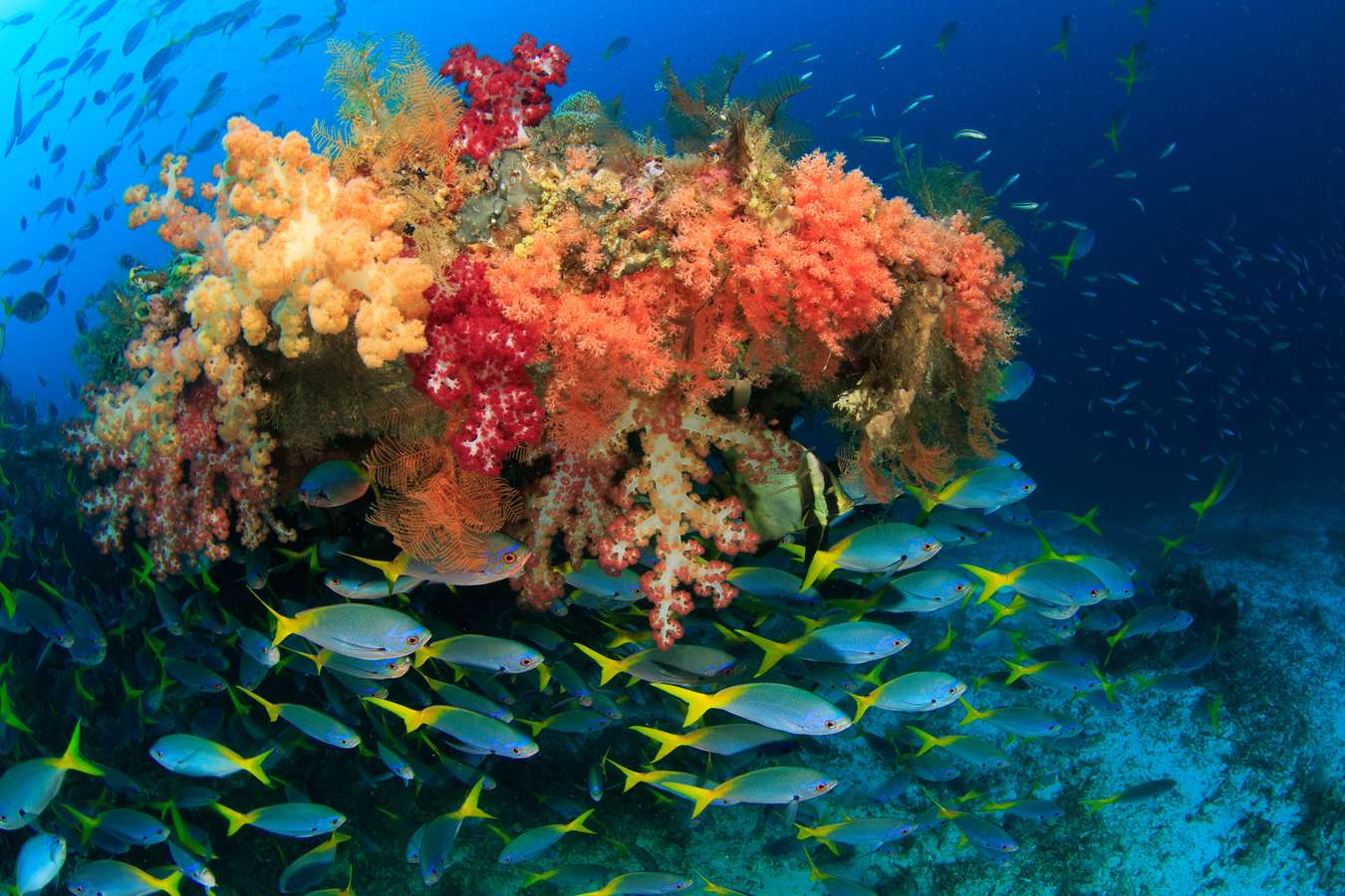 Diving di Raja Ampat 