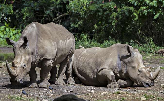 Flora Fauna Di Indonesia Karakteristik Contohnya