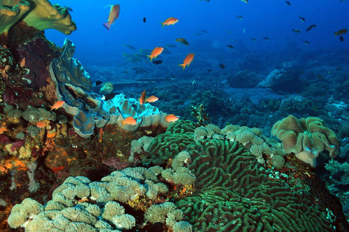 Pemandangan Bawah Laut di Nusa Penida - Spot diving di Indonesia