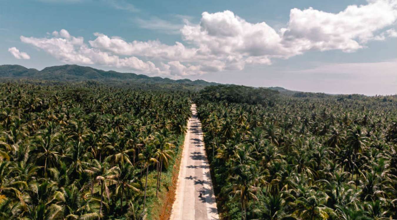 Siargao Palm Trees