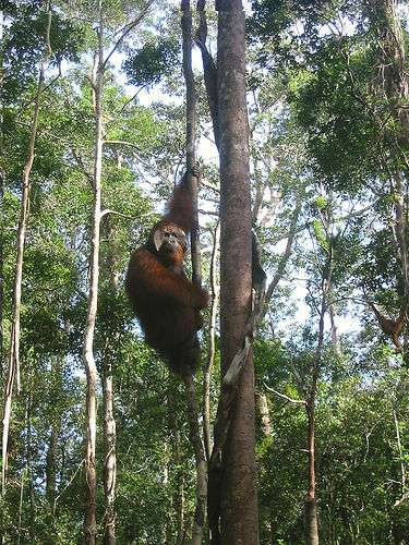 Taman nasional taman negara merupakan kawasan konservasi tumbuhan dan tanaman langka yang berada di 