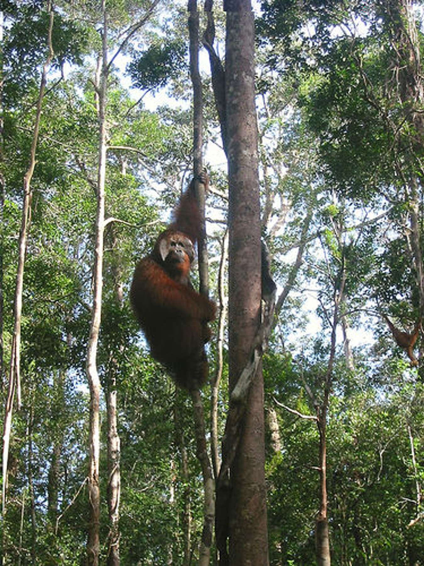 Taman Nasional Tanjung Puting - Taman Nasional di Indonesia