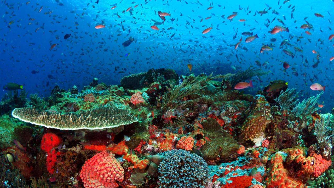 9 Spot Diving di Indonesia Terbaik & Mendunia