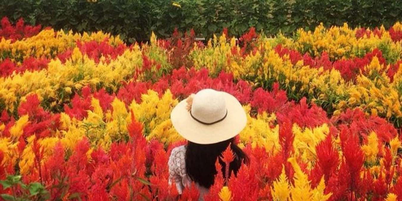 Celosia Resoinangun Garden - Destinasi tempat wisata di Bantul